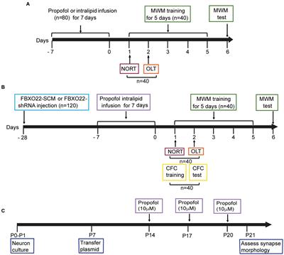 Aberrant expression of FBXO22 is associated with propofol-induced synaptic plasticity and cognitive dysfunction in adult mice